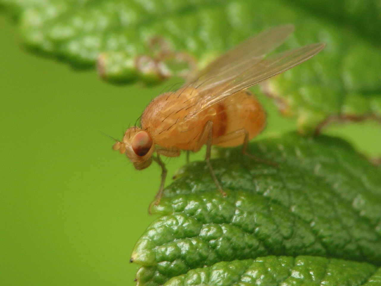 Diptera-3246.jpg