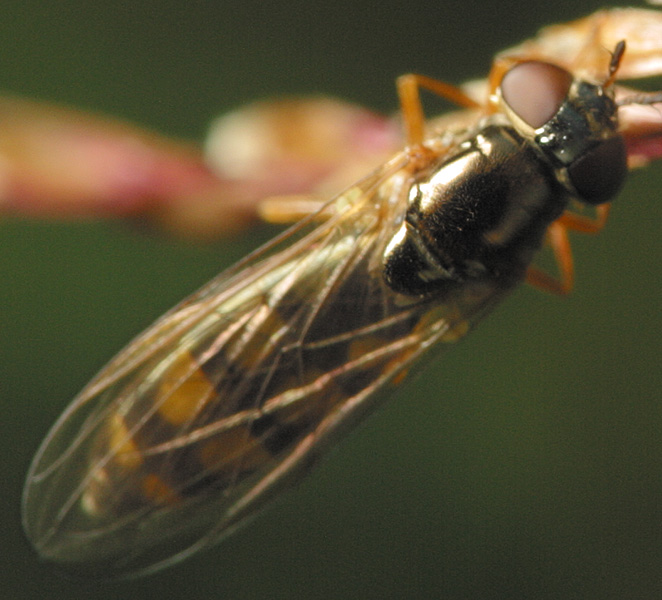 Syrphidae-3511.jpg