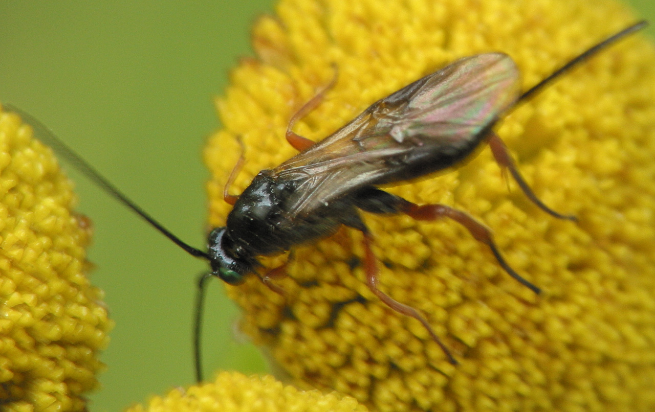 Hymenoptera-4278.jpg