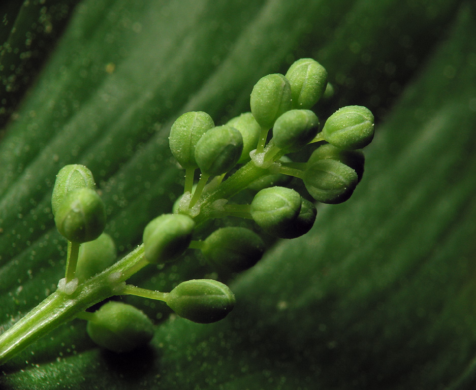 6030-Maianthemum-bifolium.jpg