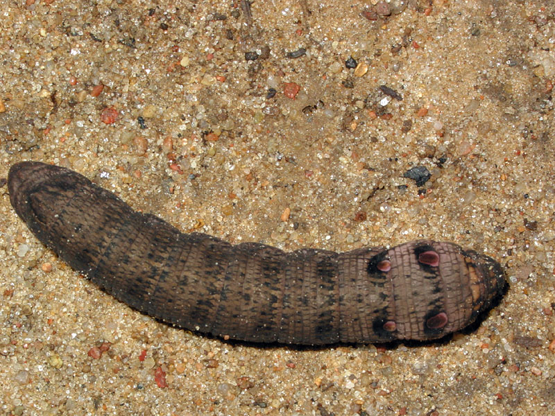 Deilephila-elpenor-larva-6536.jpg