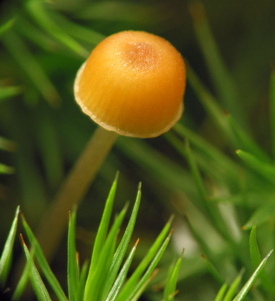 fungi-6548.jpg