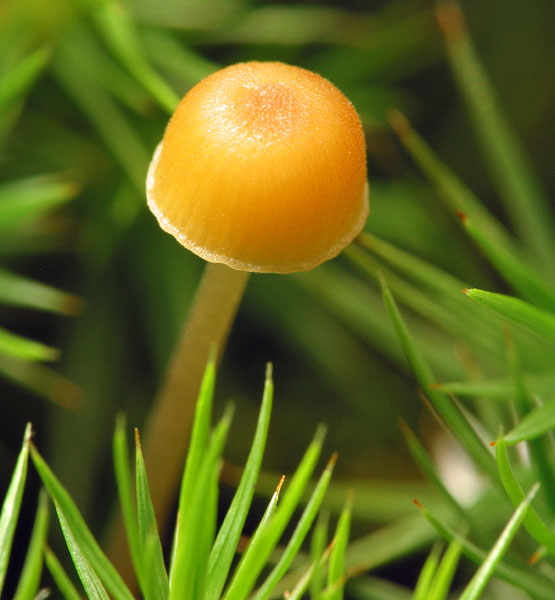 fungi-6549.jpg