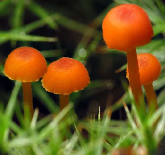fungi-6709.jpg
