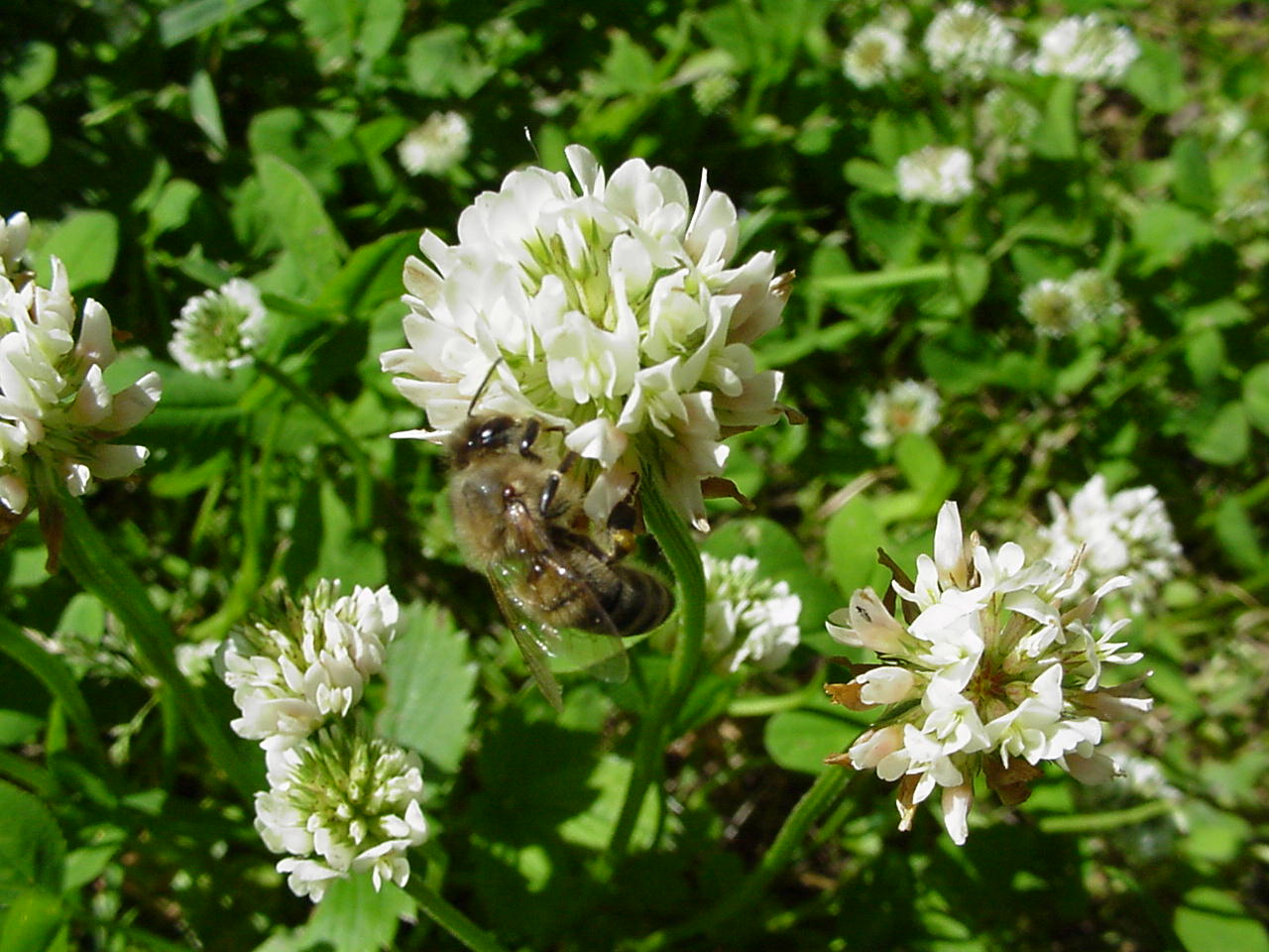 Trifolium-repens-034S.jpg