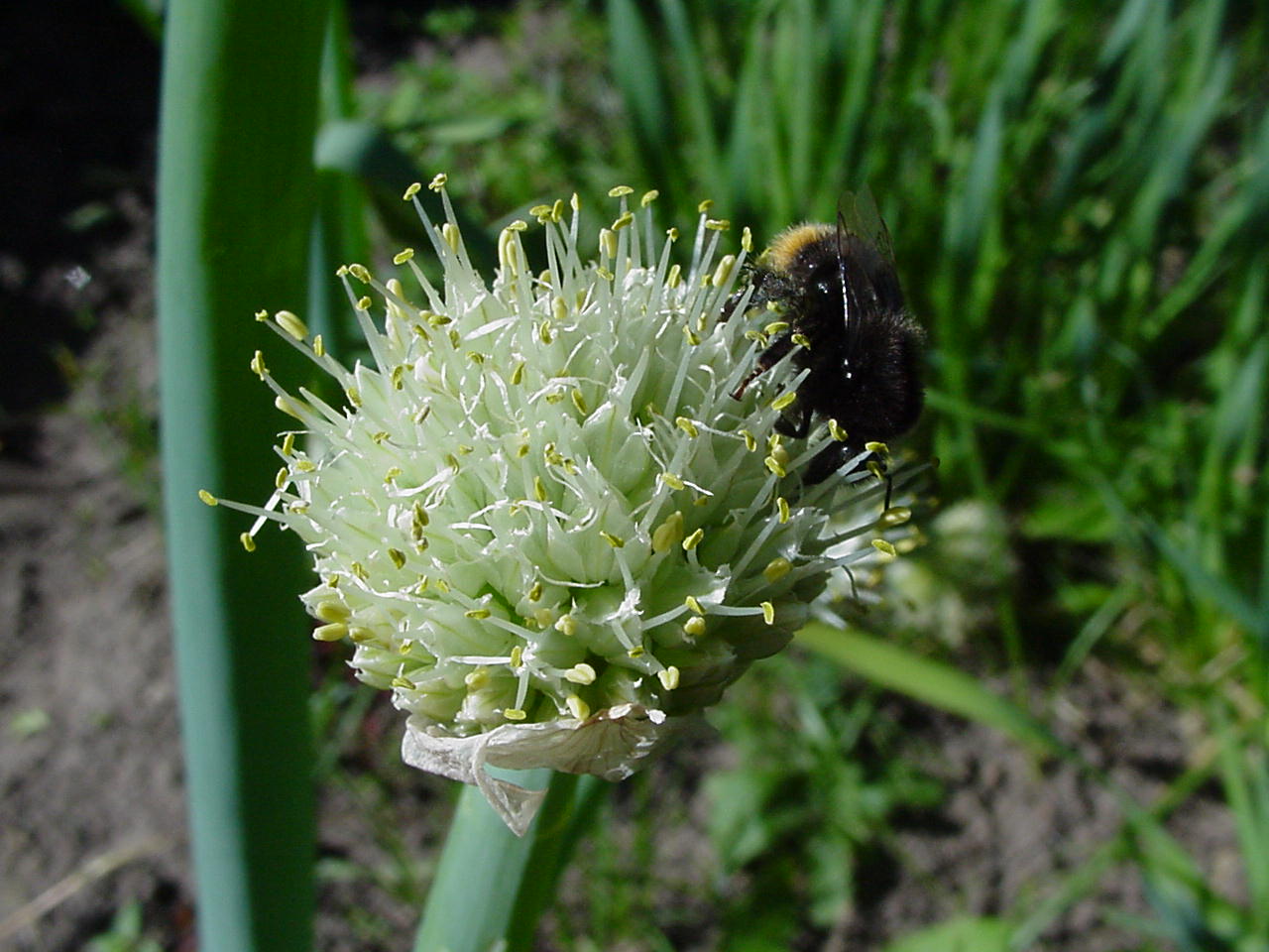 Allium-cepa-061S.jpg