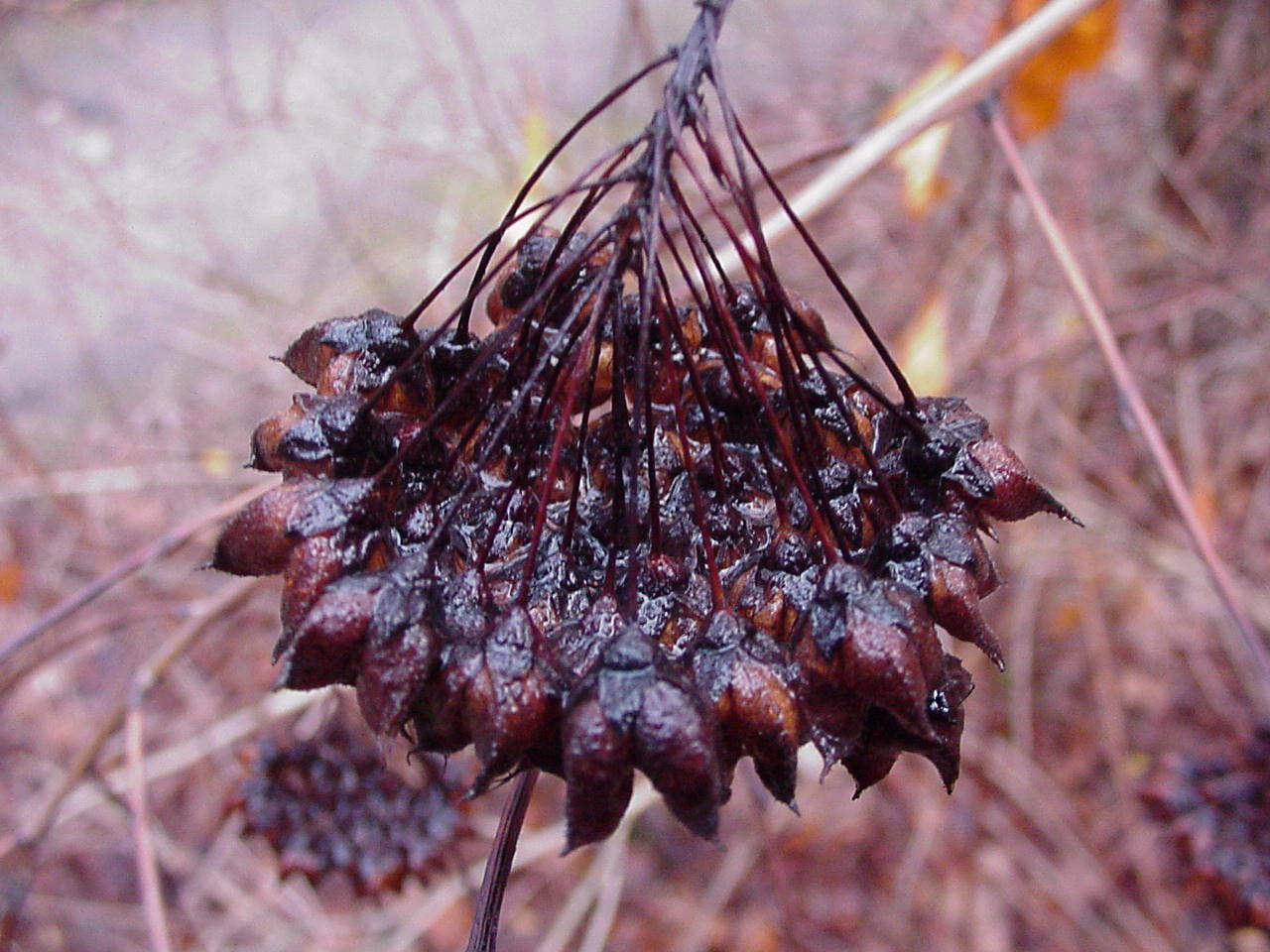 Physocarpus opulifolius · putinalapis pūslenis