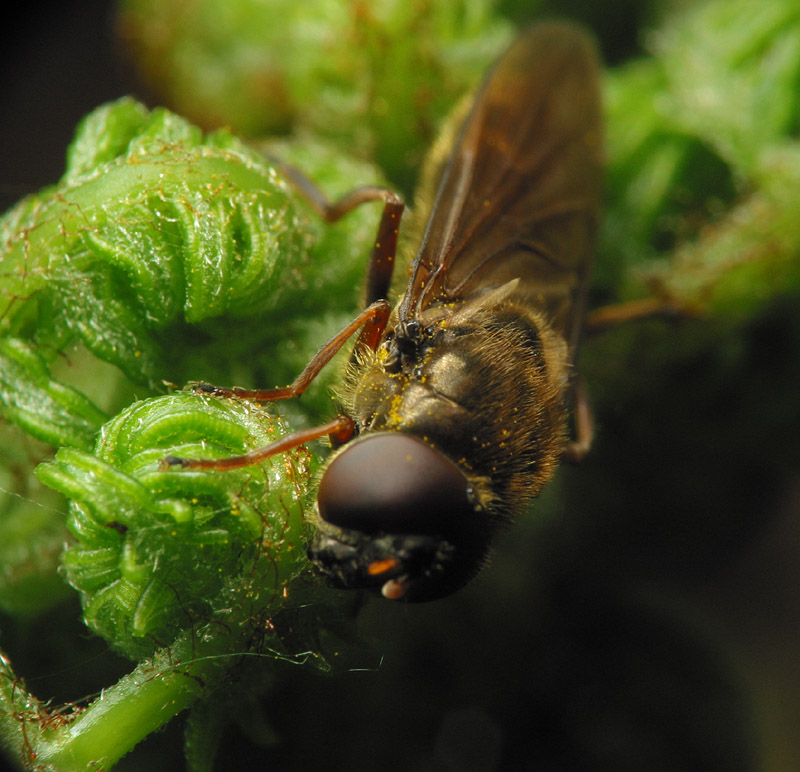 Diptera-7635.jpg