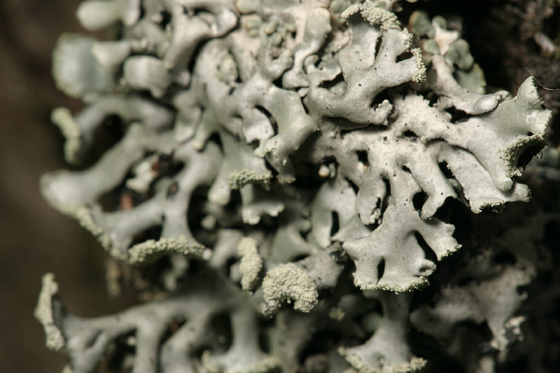 Lichens-7741.jpg