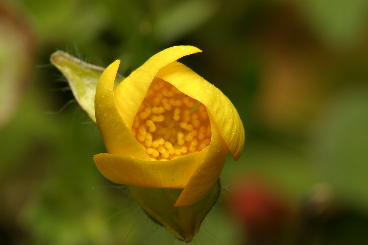 Ranunculus sp. · vėdrynas