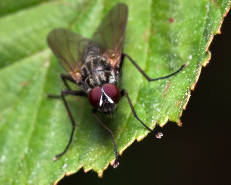 Diptera-7880.jpg