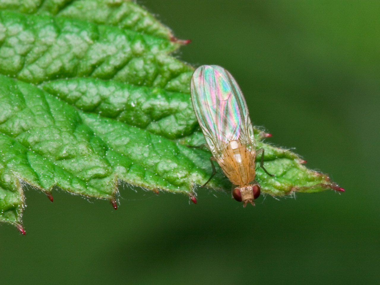 Diptera-7912.jpg