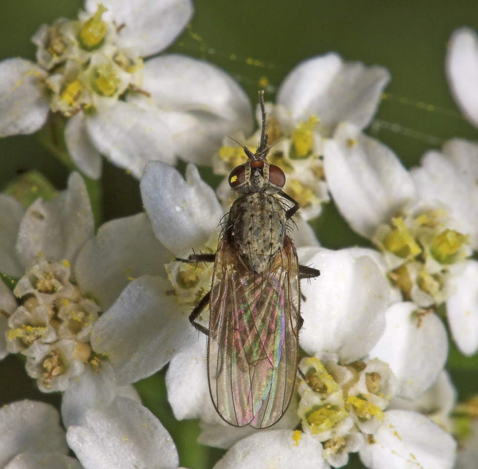 Diptera-8282.jpg