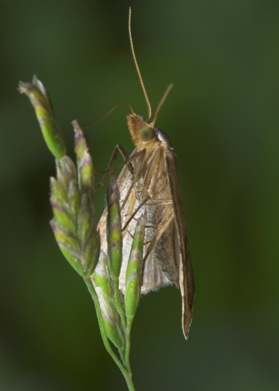 Lepidoptera-8285.jpg