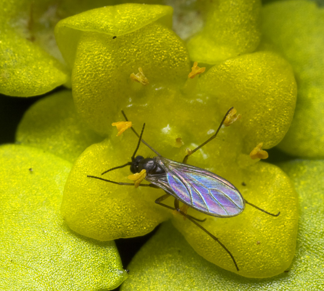 Diptera-8836.jpg