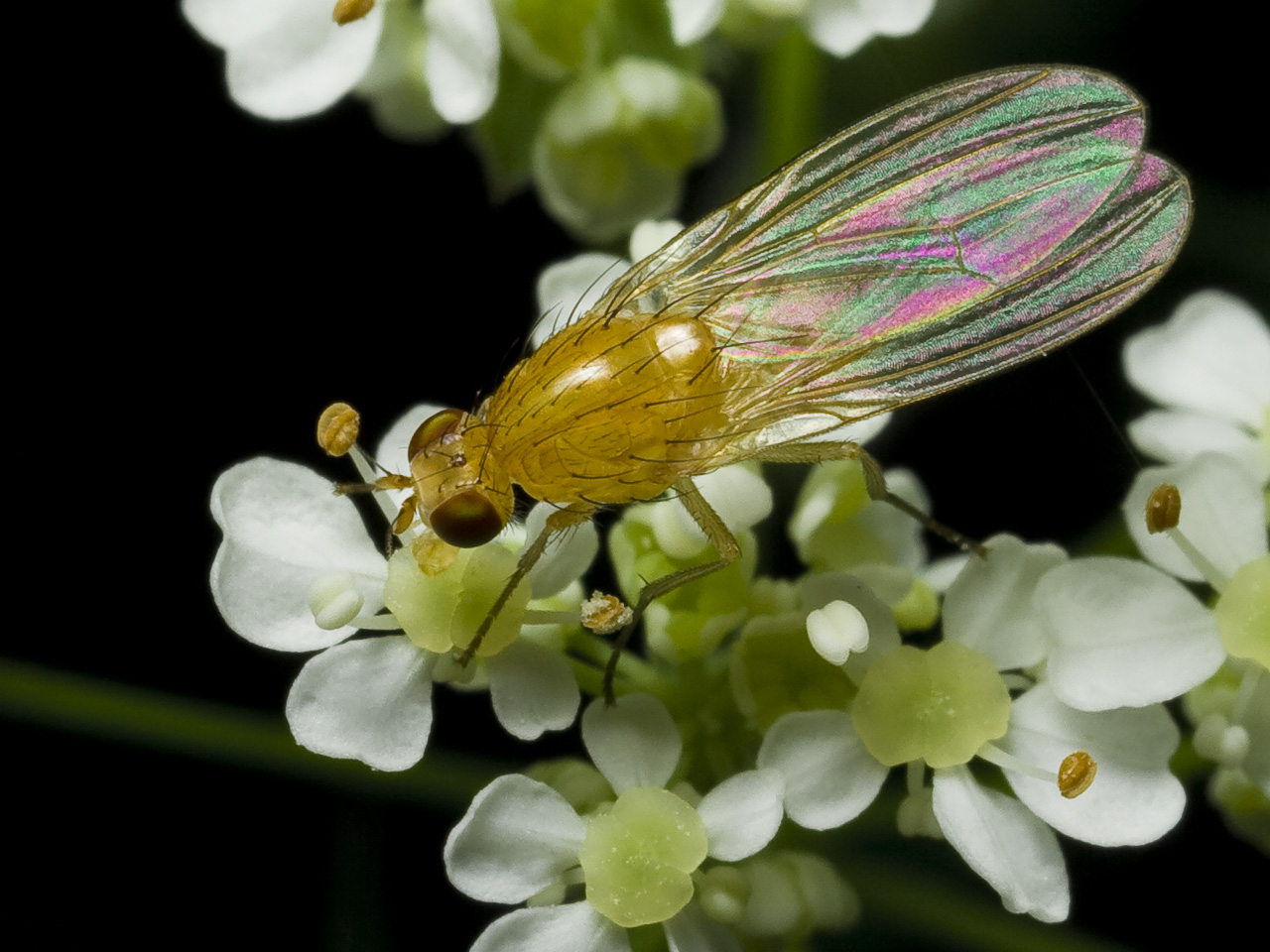 Diptera-0248.jpg
