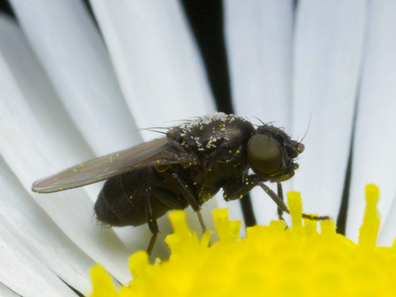 Diptera-2158.jpg