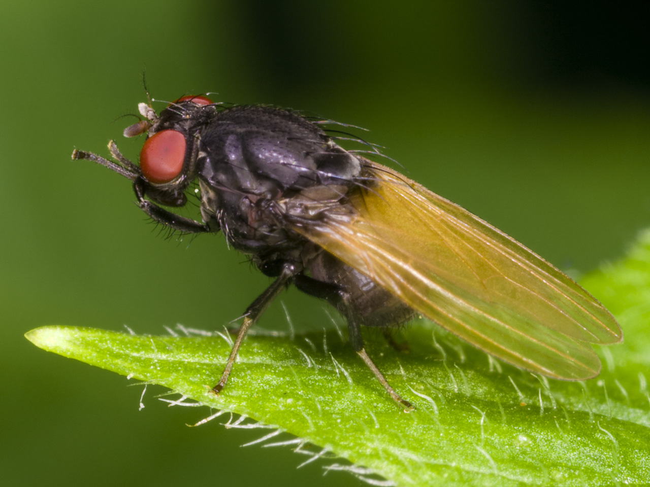 Diptera-3341-001.jpg