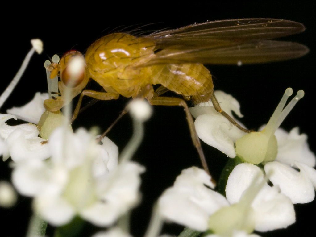 Diptera-3342.jpg