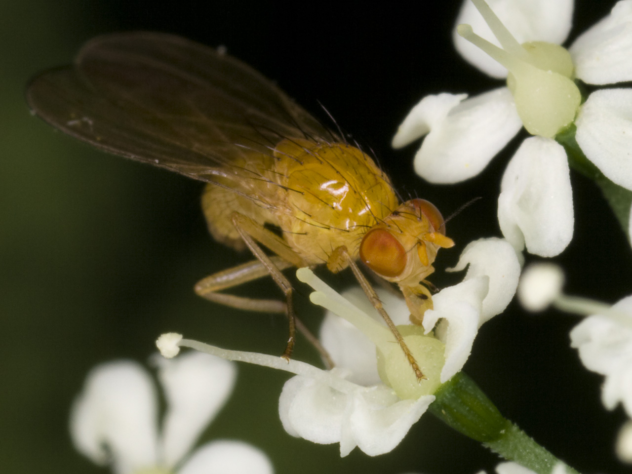 Diptera-3345.jpg