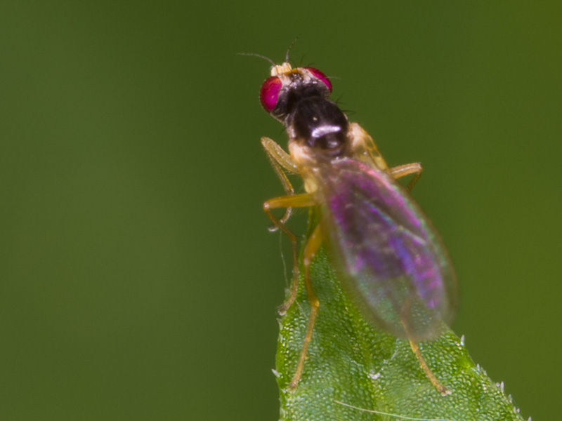 Diptera-3379-001.jpg