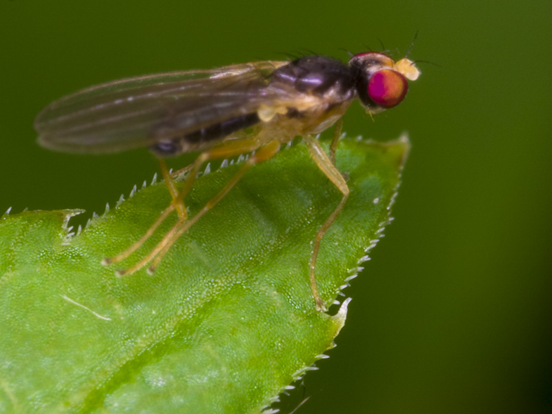 Diptera-3380-001.jpg
