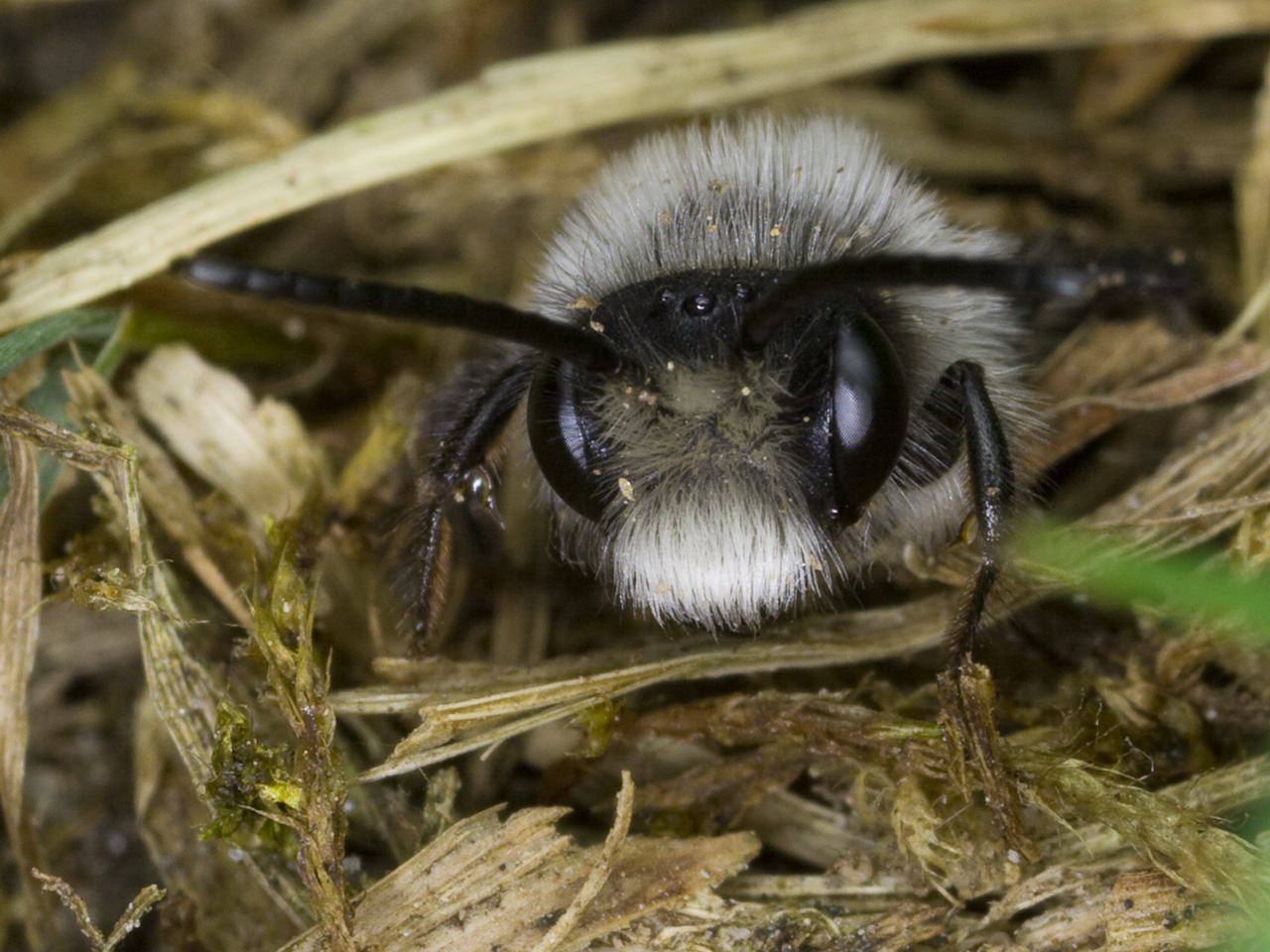 Andrena-cineraria-4352.jpg