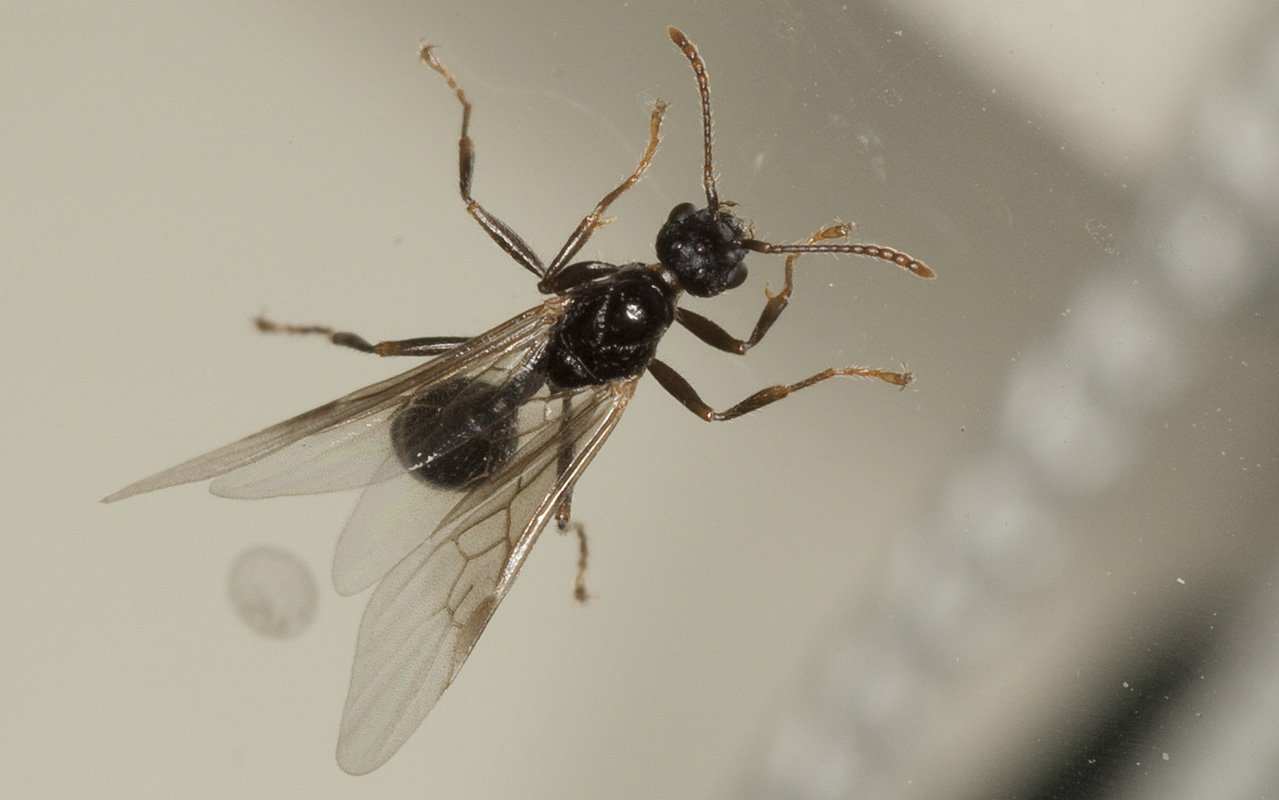 Hymenoptera-3042.jpg