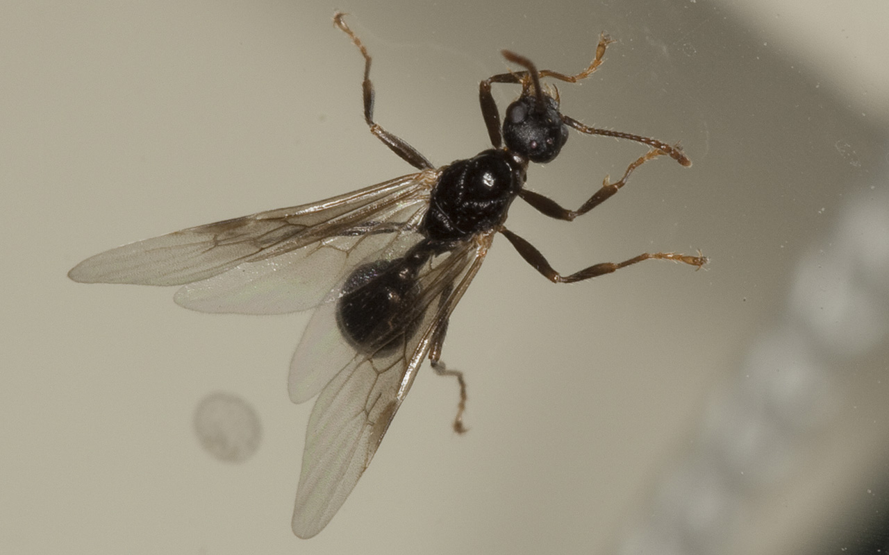 Hymenoptera-3043.jpg
