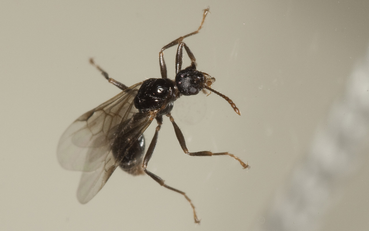 Hymenoptera-3044.jpg