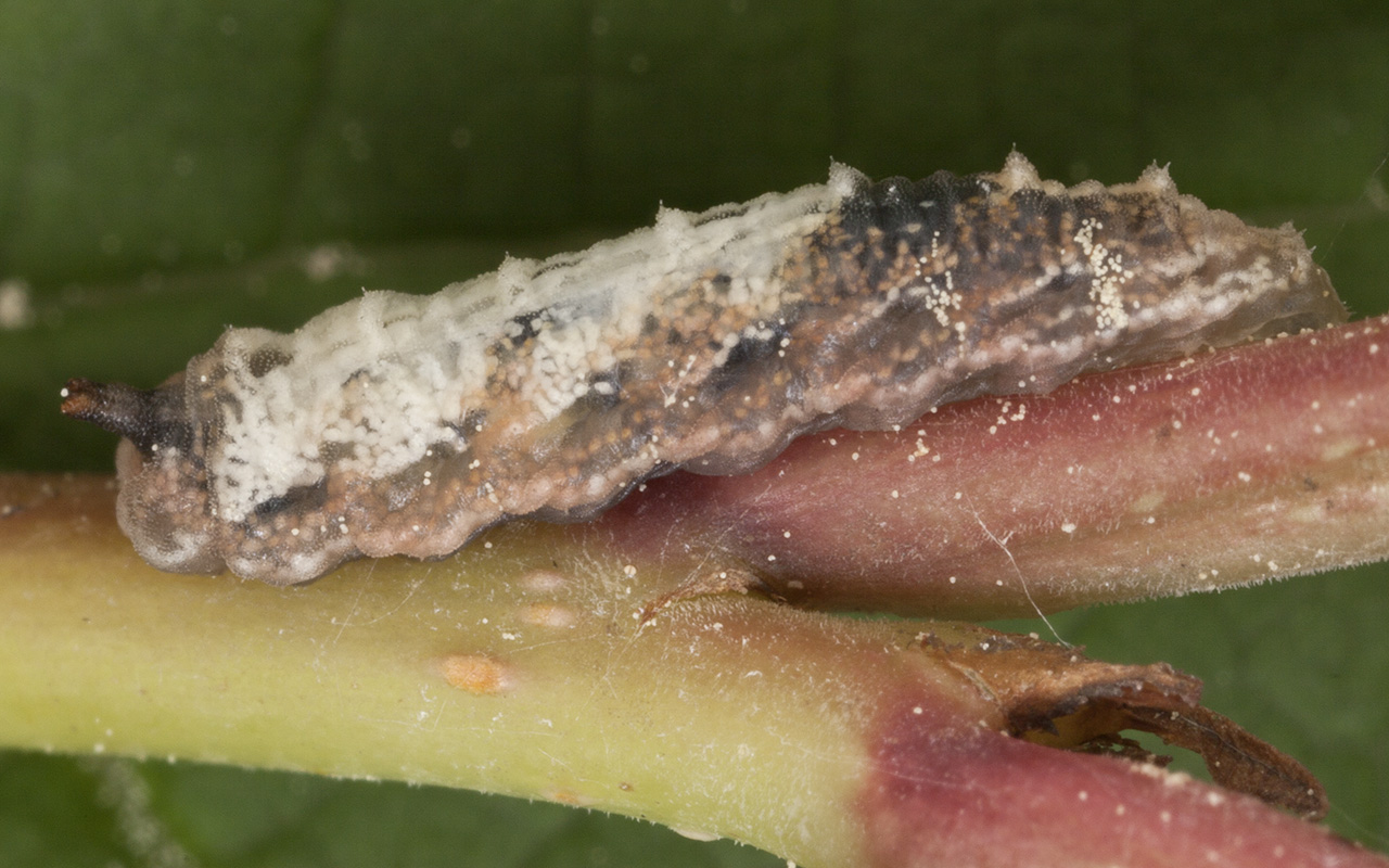 Syrphidae-larva-3282.jpg