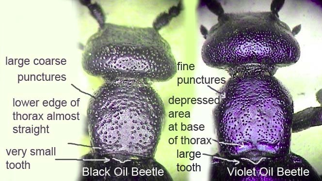 violet-black-oilbeetle-id-pronotum-compare.jpg